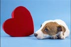 Dog dating website a hit in India