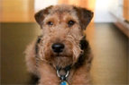 A new study has revealed that dogs copy humans.