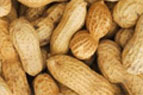 People who have peanut allergies panic at the mere sight of it. 