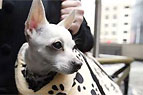 Pets are being held for ransom after a business deal turned sour in Australia.