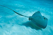 Stingrays to inspire gen-next submarines